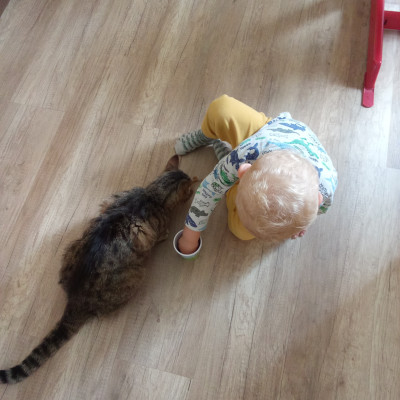 Katze füttern 2 Katze füttern 2