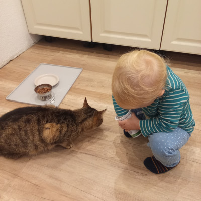Katze füttern Katze füttern